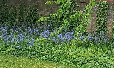 45 banbury road garden bluebells