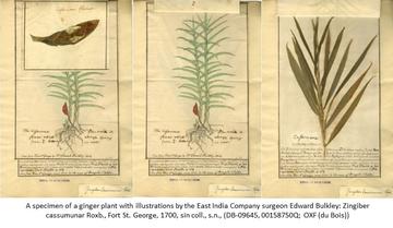 ginger plant